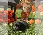 Small Photo #11 Labrador Retriever Puppy For Sale in NEOLA, WV, USA