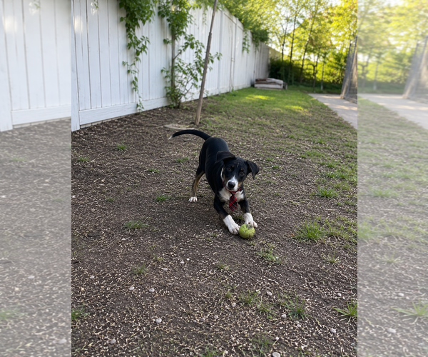Medium Photo #2 Borador Puppy For Sale in Mt. Laurel, NJ, USA
