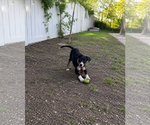 Small #1 Borador