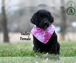 Puppy Valley Bernese Mountain Dog-Labrador Retriever Mix