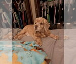 Small #2 Cocker Spaniel