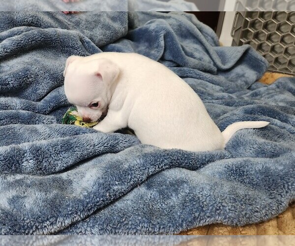 Medium Photo #5 Chihuahua Puppy For Sale in RUSTBURG, VA, USA