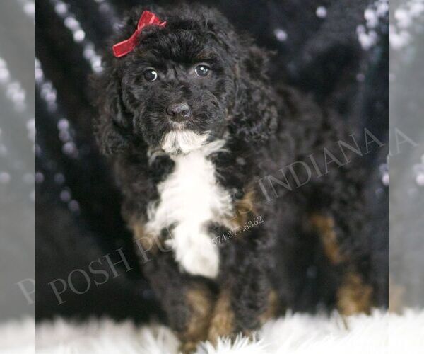 Medium Photo #3 Poodle (Toy) Puppy For Sale in WARSAW, IN, USA