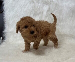 Goldendoodle (Miniature) Puppy for sale in WITHEE, WI, USA