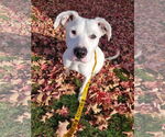 Small #19 Boxer Mix