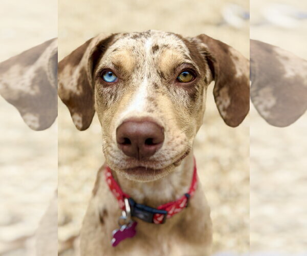 Medium Photo #1 Catahoula Leopard Dog-Unknown Mix Puppy For Sale in West Cornwall, CT, USA