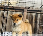 Small Photo #53 Shiba Inu Puppy For Sale in FREMONT, CA, USA