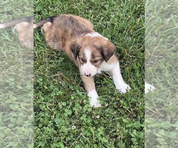 Medium Photo #6 Border Collie Puppy For Sale in BERRIEN SPRINGS, MI, USA