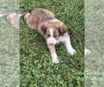 Small #5 Border Collie