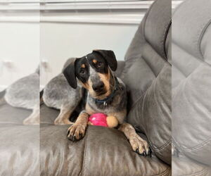 Bluetick Coonhound-Unknown Mix Dogs for adoption in Woodbury, NY, USA