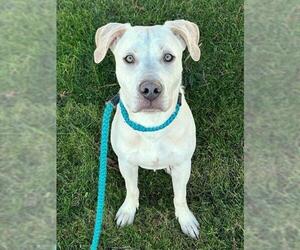 Mutt Dog for Adoption in Sacramento, California USA