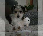 Small #8 Dachshund