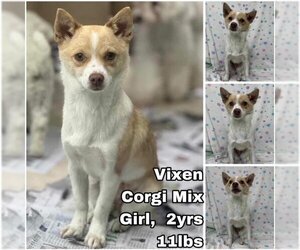 Pembroke Welsh Corgi-Unknown Mix Dogs for adoption in Seattle, WA, USA