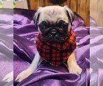 Small Photo #11 Pug Puppy For Sale in WHITTIER, NC, USA