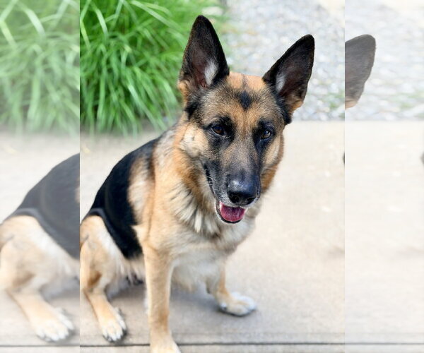 Medium Photo #2 German Shepherd Dog Puppy For Sale in Jackson , NJ, USA