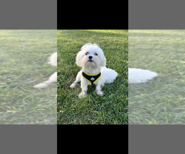 Medium Photo #1 Maltese Puppy For Sale in NILES, MI, USA