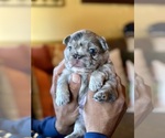 Small #21 French Bulldog