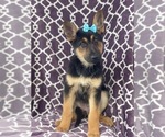 Small Photo #3 German Shepherd Dog Puppy For Sale in LAKELAND, FL, USA