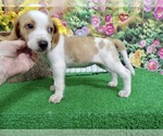 Small Beagle