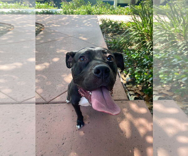 Medium Photo #2 Staffordshire Bull Terrier-Unknown Mix Puppy For Sale in La Verne, CA, USA