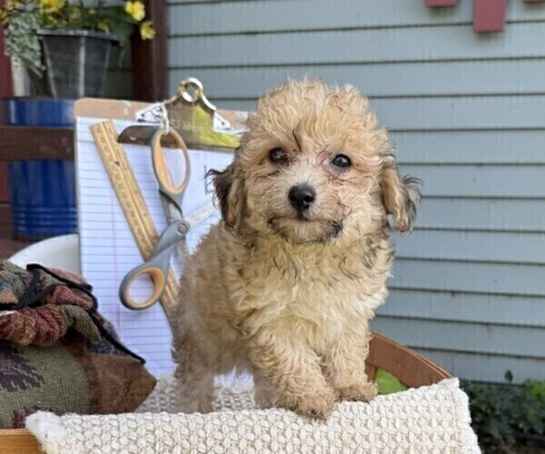 Medium Photo #1 Yorkshire Terrier Puppy For Sale in THORP, WI, USA