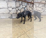 Small #1 Pointer-Retriever  Mix