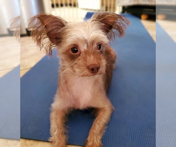 Medium Photo #3 Mutt Puppy For Sale in Temecula, CA, USA