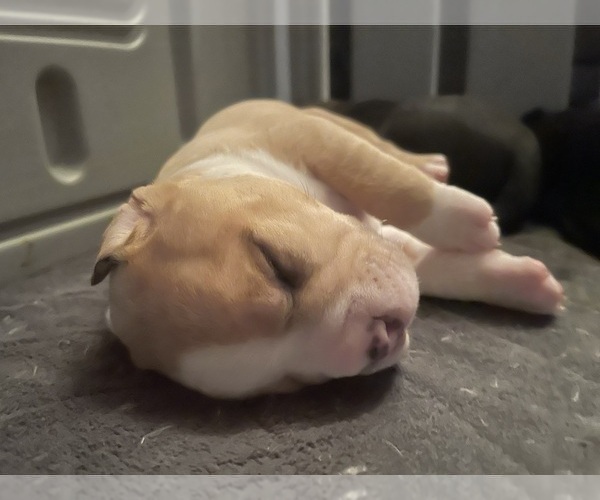 Medium Photo #111 American Bully Puppy For Sale in REESEVILLE, WI, USA