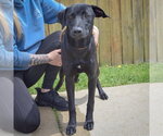 Small #1 Weimaraner Mix