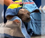 Small #19 Dachshund