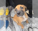 Small #3 Labrador Retriever Mix