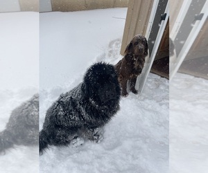 Father of the Newfoundland puppies born on 03/07/2024