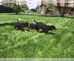 Small Photo #28 Rottweiler Puppy For Sale in OAK GLEN, CA, USA