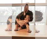 Small Photo #12 French Bulldog Puppy For Sale in MANHATTAN, NY, USA