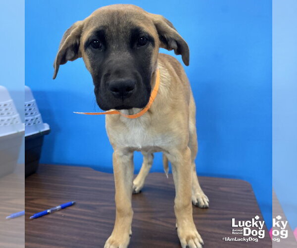 Medium Photo #1 Labrador Retriever-Unknown Mix Puppy For Sale in Washington, DC, USA