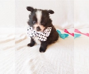Pomeranian Puppy for sale in HOFFMAN EST, IL, USA