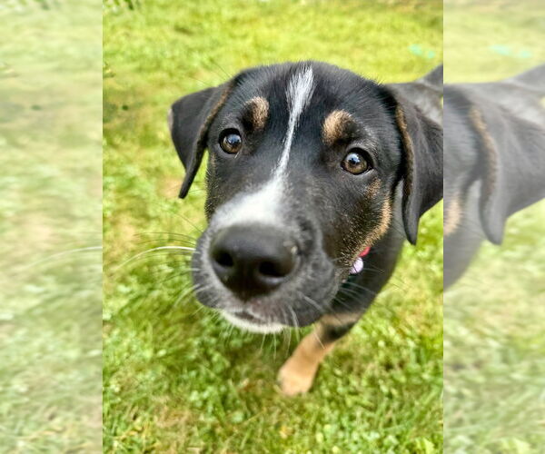 Medium Photo #5 Mutt Puppy For Sale in Minneapolis, MN, USA
