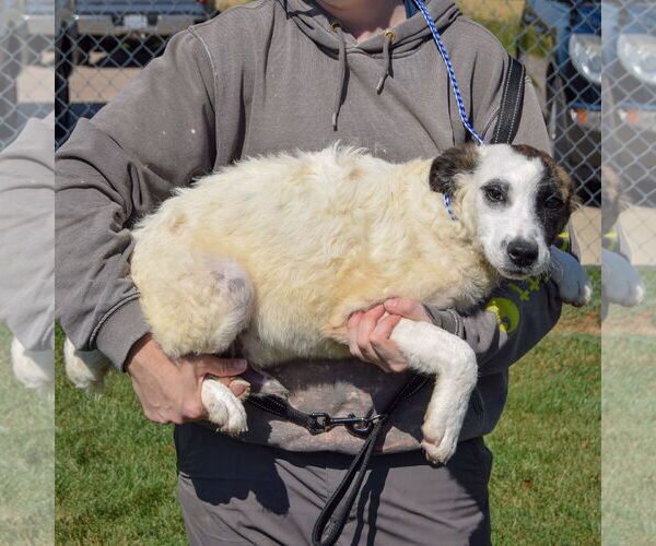 Medium Photo #4 American Staffordshire Terrier-Border Collie Mix Puppy For Sale in Huntley, IL, USA