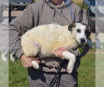 Small #3 American Staffordshire Terrier-Border Collie Mix
