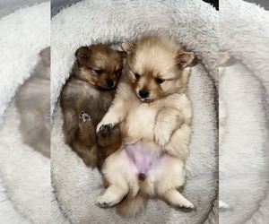Pomeranian Puppy for sale in GLADSTONE, MO, USA