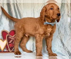 Goldendoodle Puppy for sale in LANCASTER, PA, USA