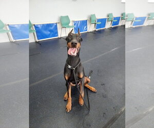 Rufio Adoption Pending! - Male Doberman Pinscher Dog for Adoption - Photo #6