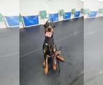 Small Photo #6 Doberman Pinscher Puppy For Sale in Buffalo, MN, USA