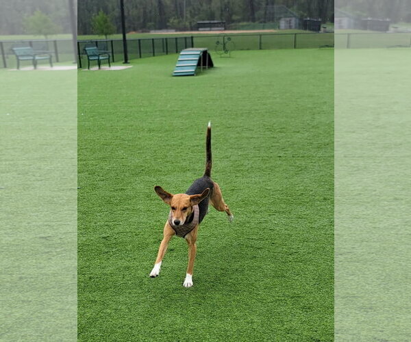 Medium Photo #2 American Foxhound-Unknown Mix Puppy For Sale in Oakhurst, NJ, USA