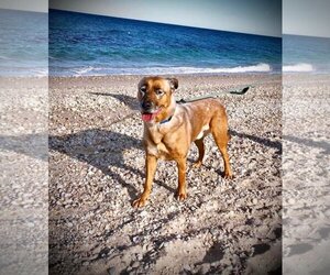 DRAKO - Male Mutt Dog for Adoption - Photo #8