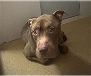 Mutt Dogs for adoption in Martinez, CA, USA