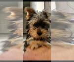 Small Photo #2 Yorkshire Terrier Puppy For Sale in SAINT CLOUD, FL, USA