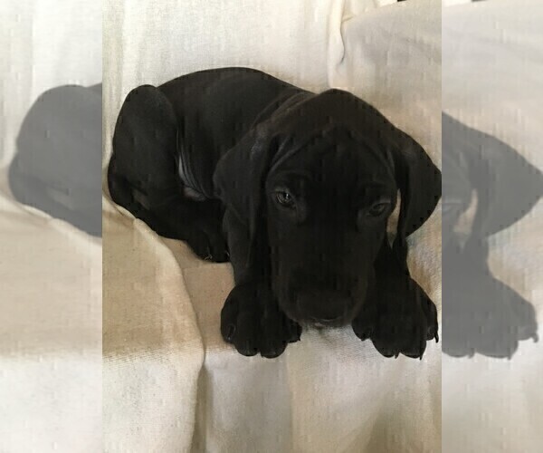 Medium Photo #6 Great Dane Puppy For Sale in LAKE WALES, FL, USA
