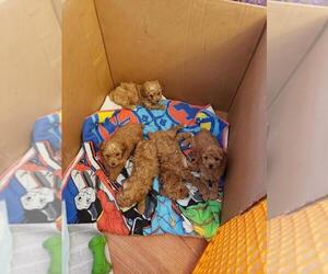 Poodle (Miniature) Puppy for sale in GALESBURG, IL, USA
