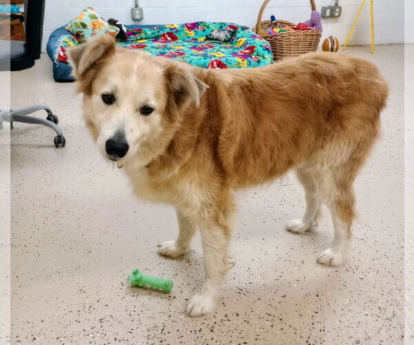 Medium Photo #7 Australian Shepherd-Great Pyrenees Mix Puppy For Sale in York, SC, USA